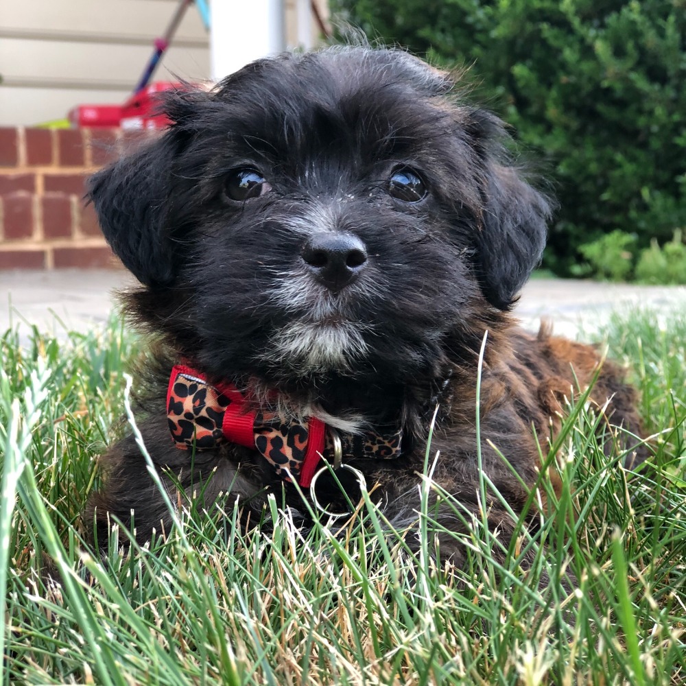 Meet your Posher, Rachel